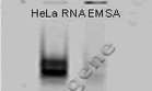 RNA EMSA
